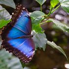 Blauer Morpho