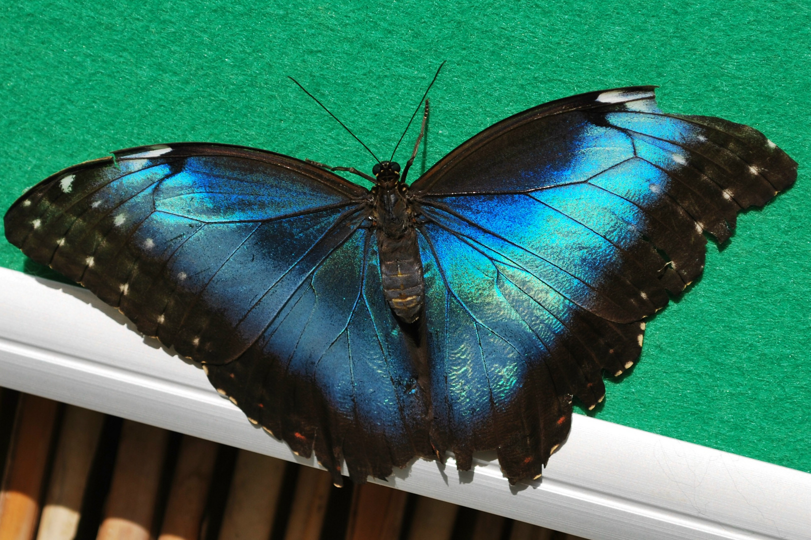 blauer Morpho