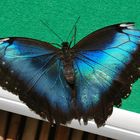 blauer Morpho