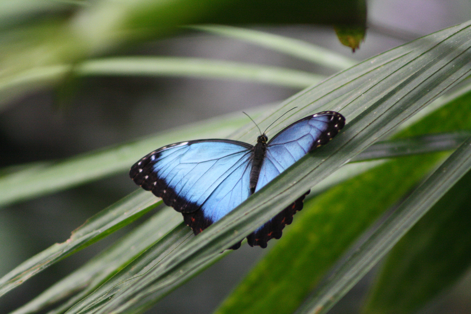 Blauer Morpho