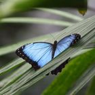 Blauer Morpho