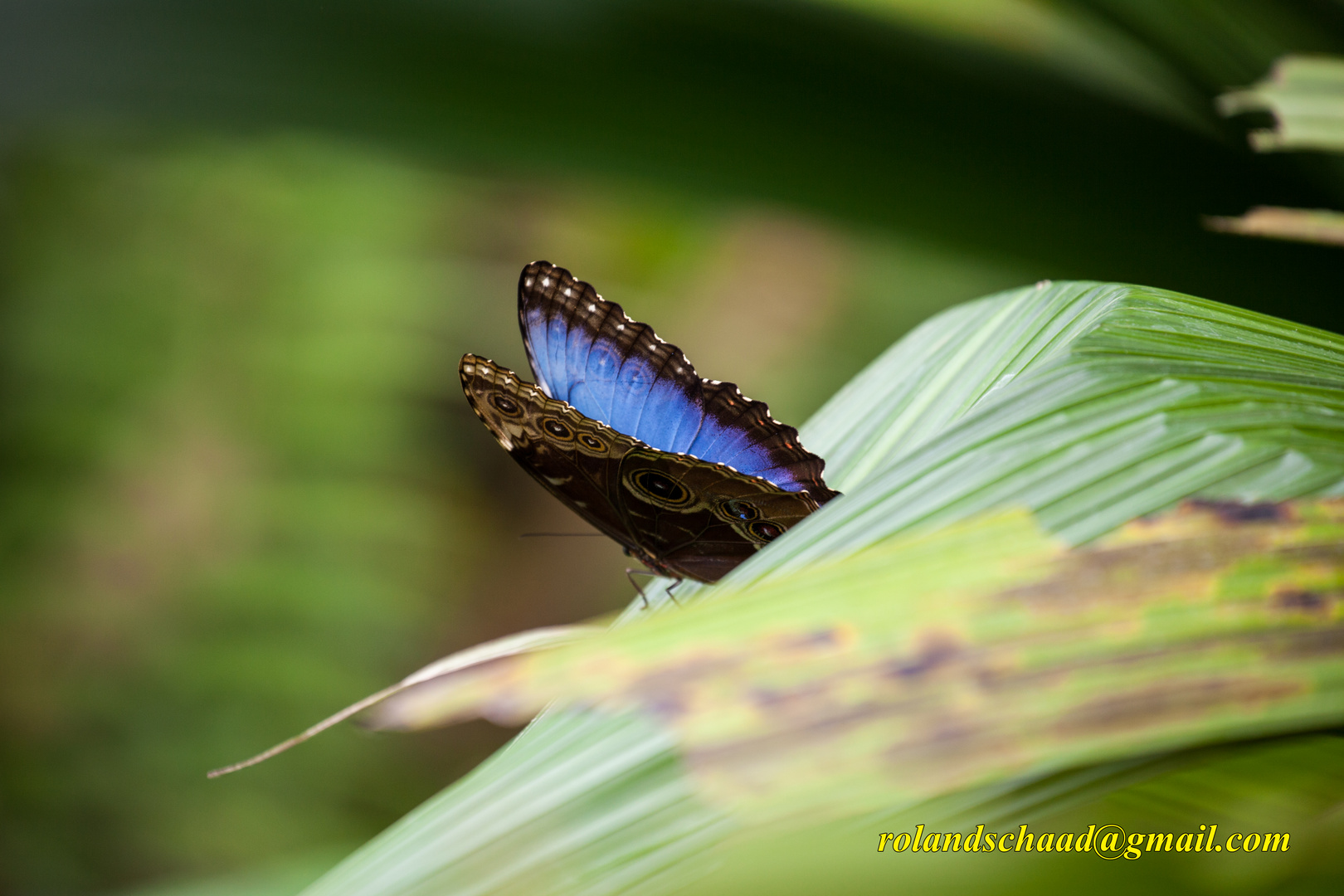 Blauer Morpho