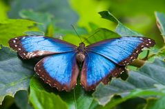 Blauer Morpho