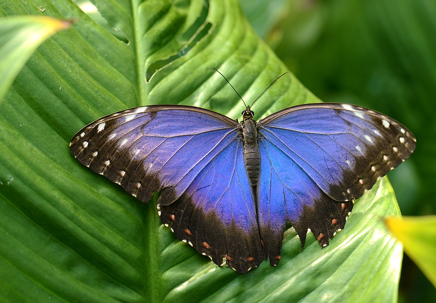 Blauer Morpho