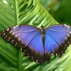 Blauer Morpho