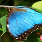 blauer Morpho