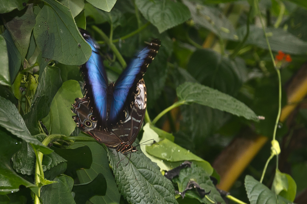 Blauer Morpho