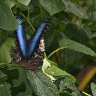 Blauer Morpho