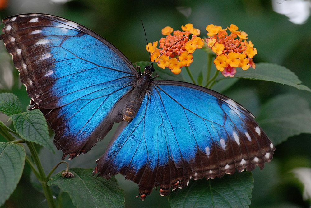 Blauer Morpho