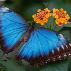 Blauer Morpho