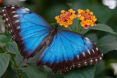 Blauer Morpho