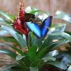 Blauer Morpho