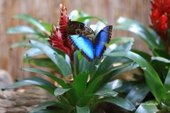 Blauer Morpho