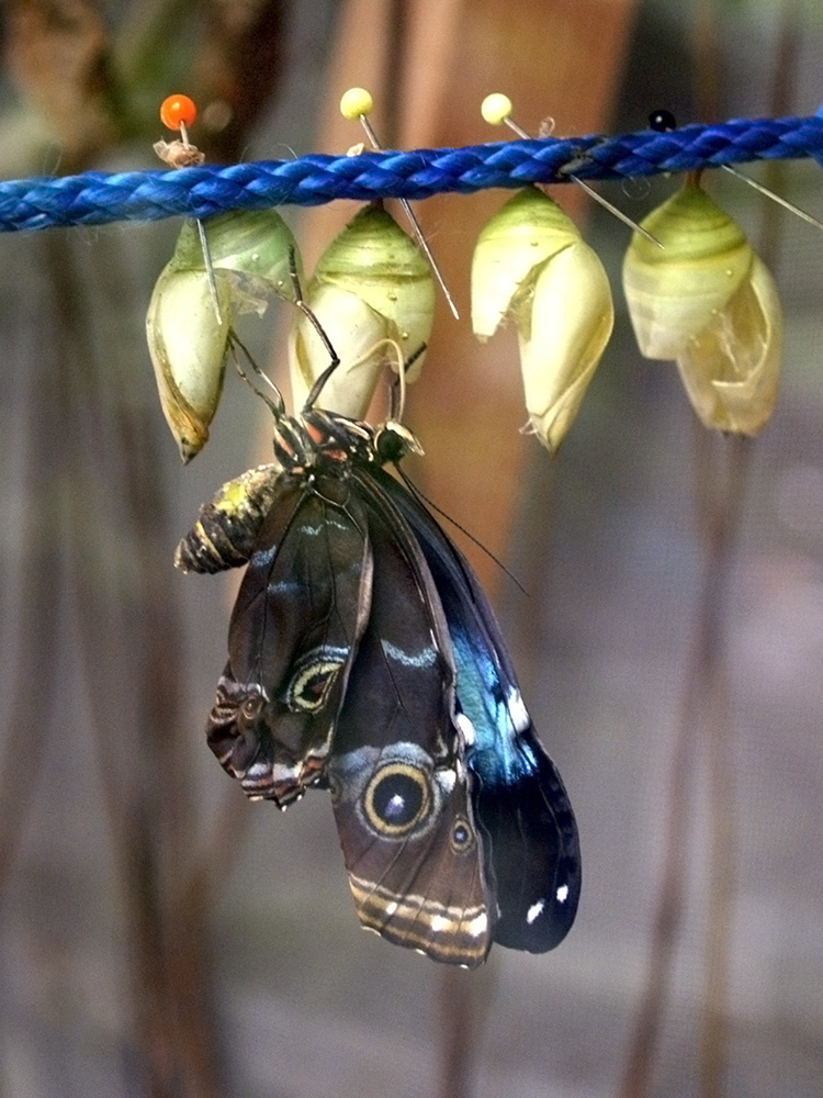 Blauer Morpho beim *schlüpfen*