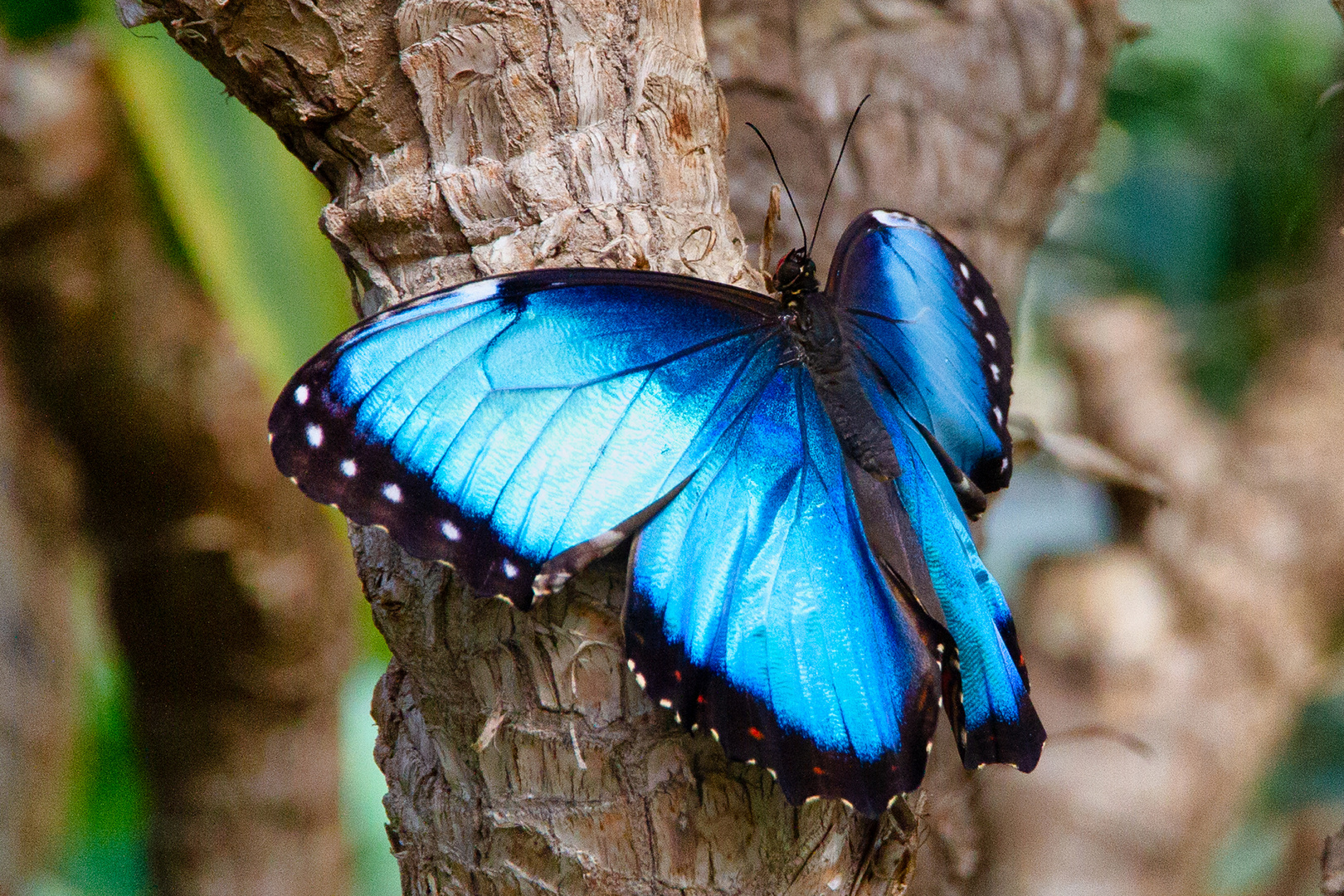 Blauer Morpho