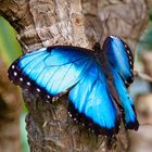 Blauer Morpho