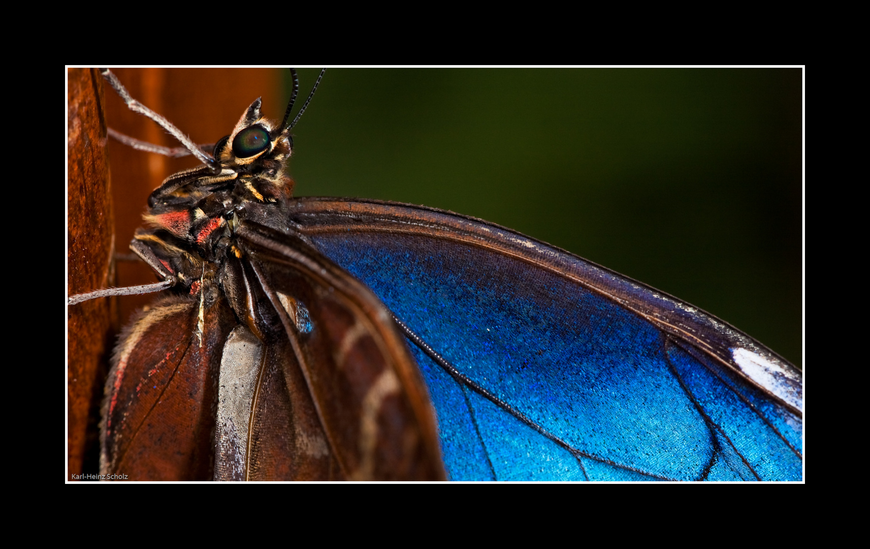 Blauer Morpho, Costa Rica