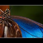 Blauer Morpho, Costa Rica