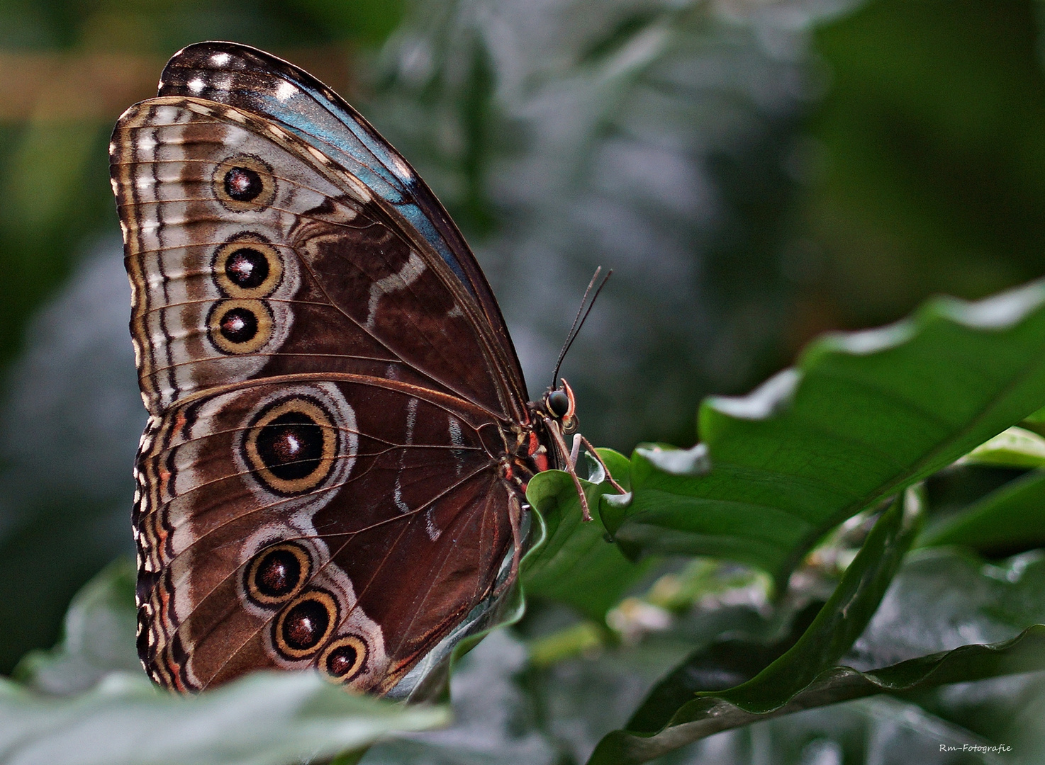 Blauer Morpho