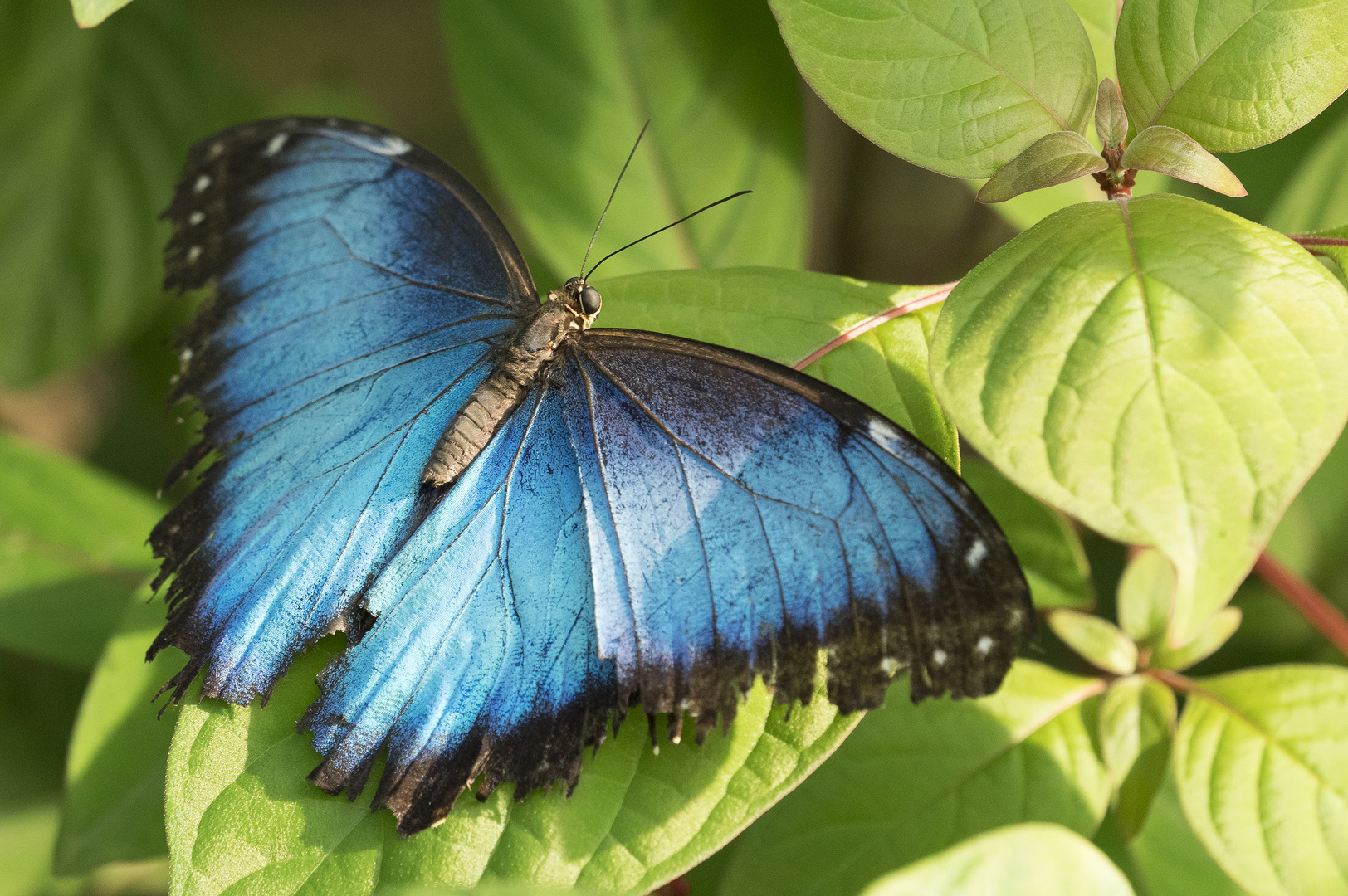 ~ Blauer Morpho ~ 