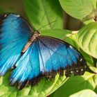 ~ Blauer Morpho ~ 