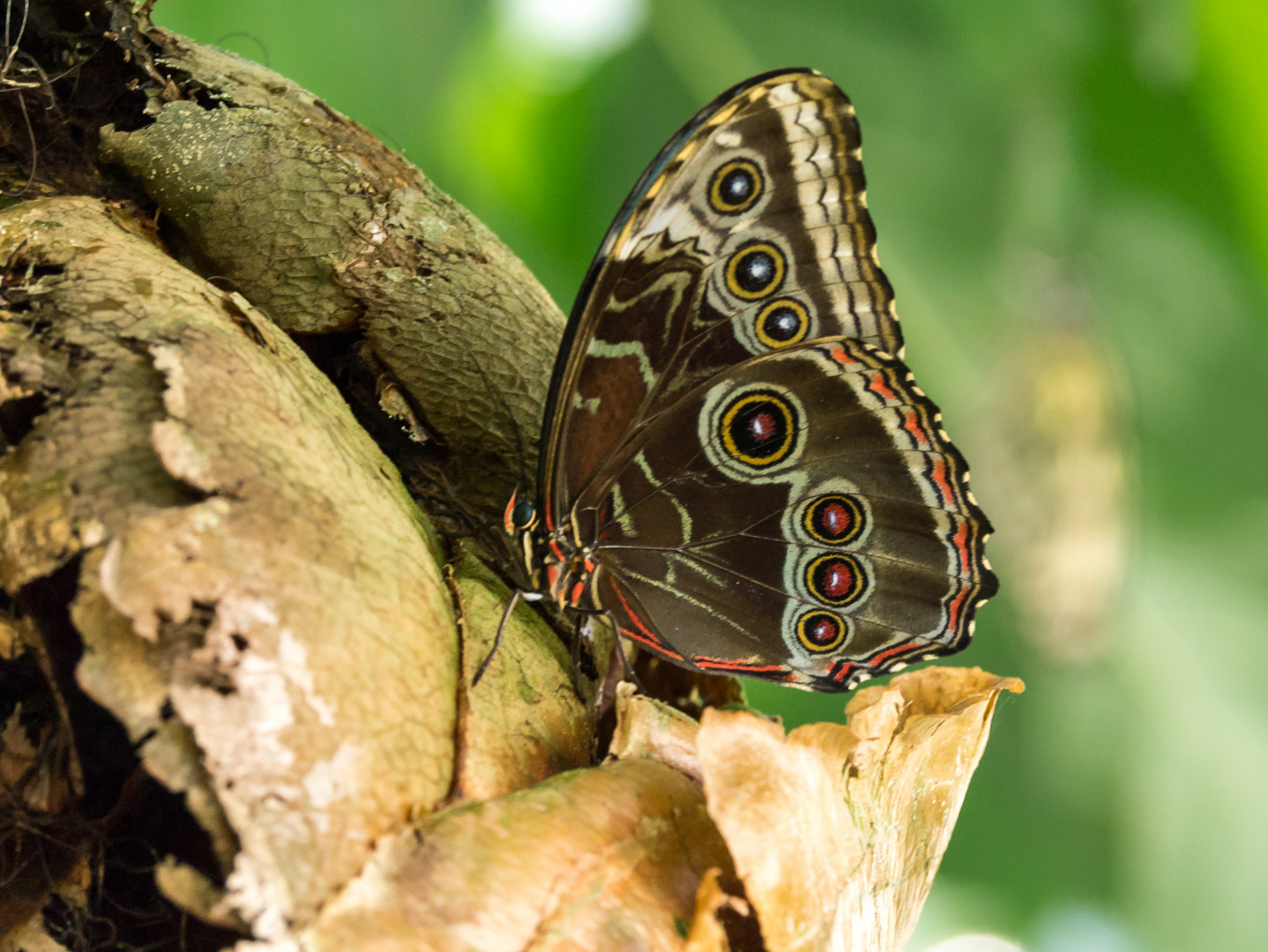 Blauer Morpho