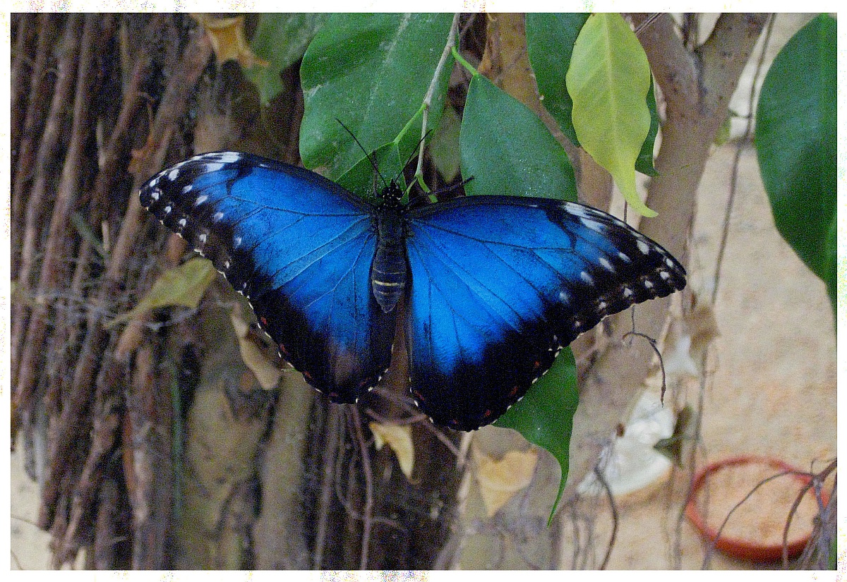 Blauer Morpho - Dschungelparadies Neuenmarkt (Oberfranken)