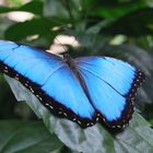 blauer Morpho