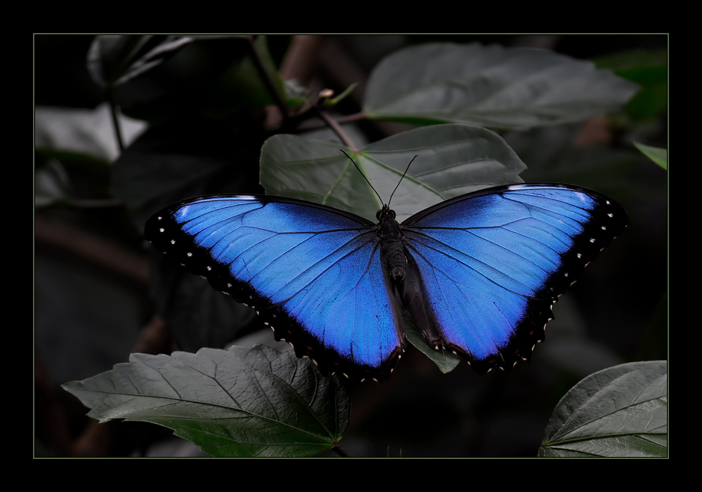 Blauer Morpho-Falter