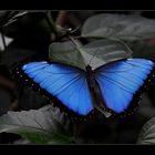 Blauer Morpho-Falter