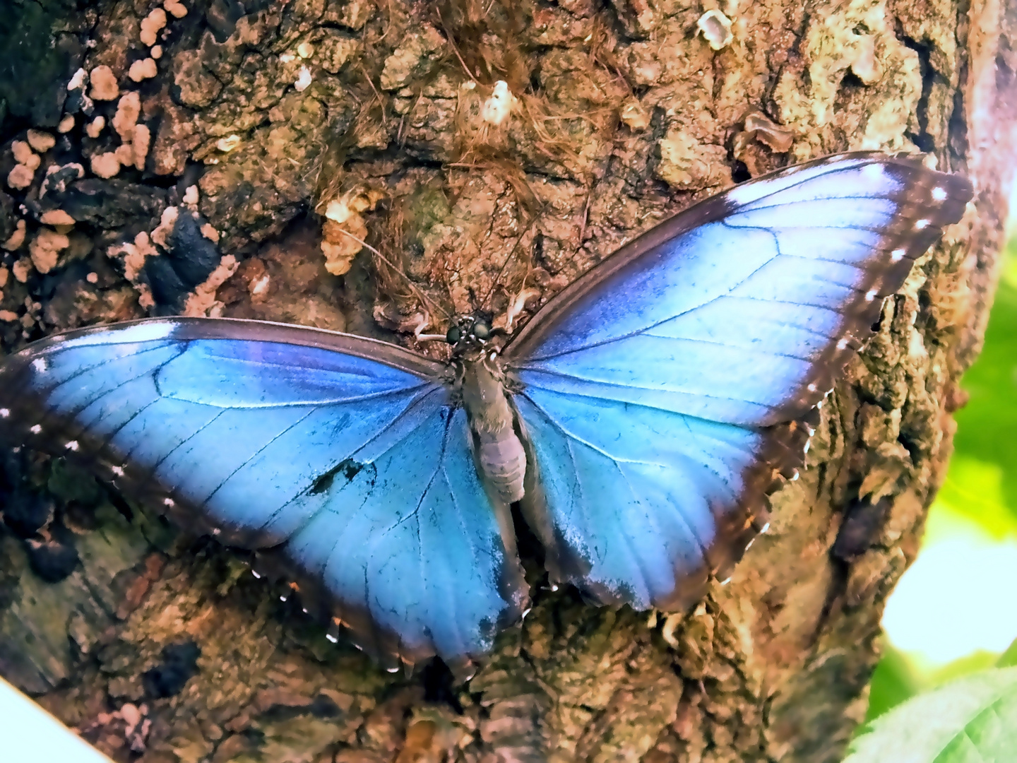 Blauer Morpho Falter