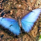 Blauer Morpho Falter