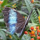 Blauer Morpho