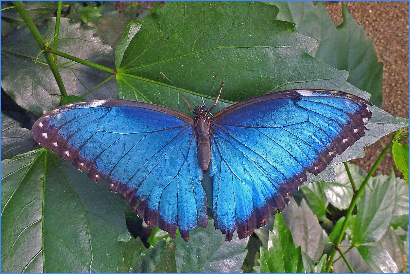Blauer Morpho (Garten der Schmetterlinge BendorfSayn / Rhein) Foto