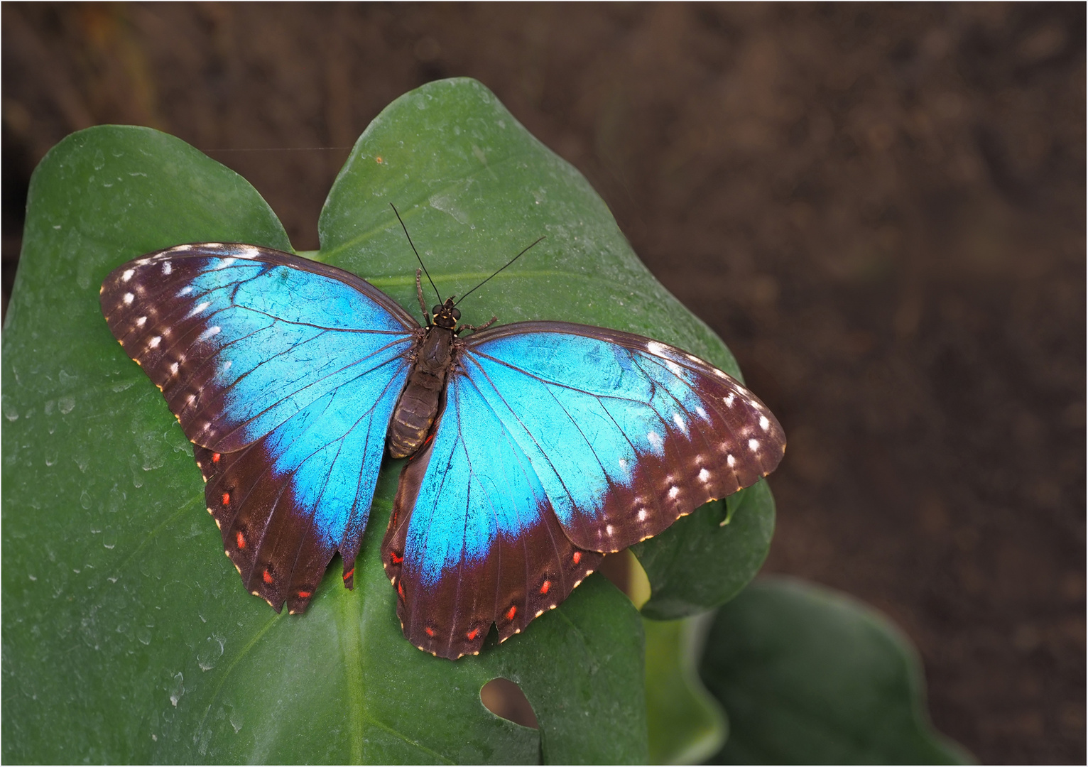 Blauer Morpho - Himmelsfalter 