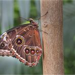 Blauer Morpho - Himmelsfalter