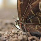 Blauer Morpho (Himmelsfalter) Zoo Krefeld