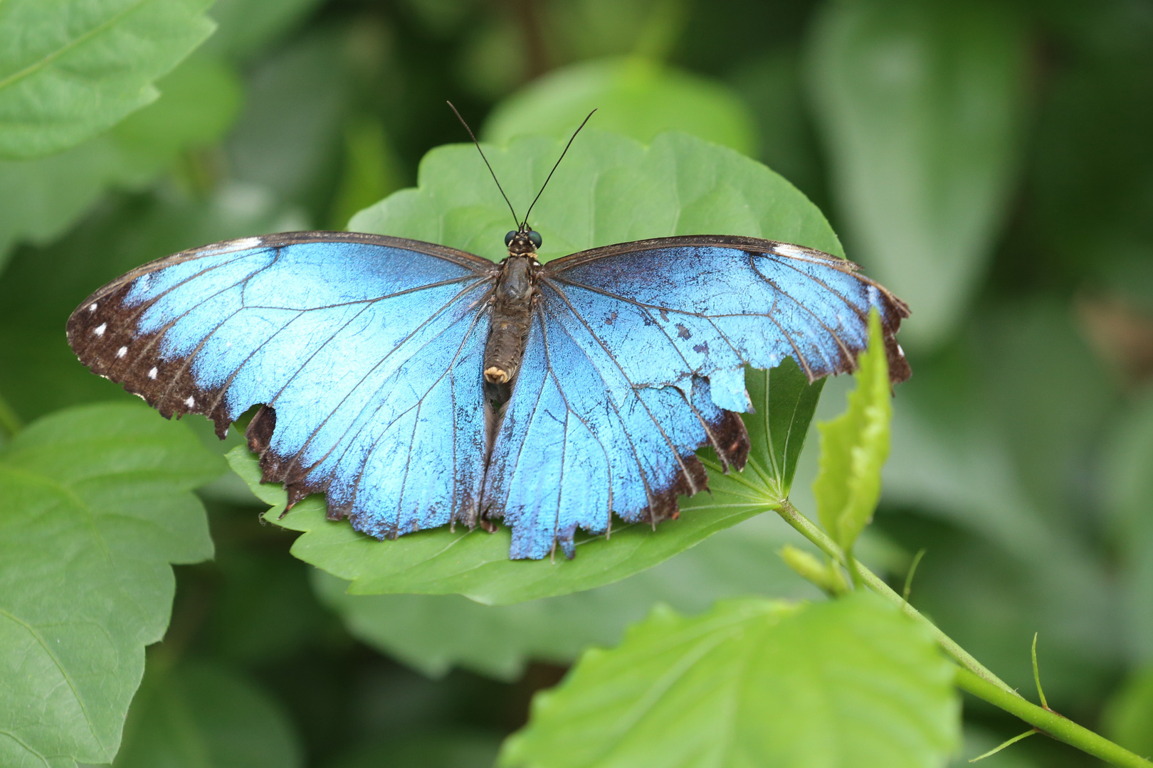 Blauer Morpho (morpho peleides)