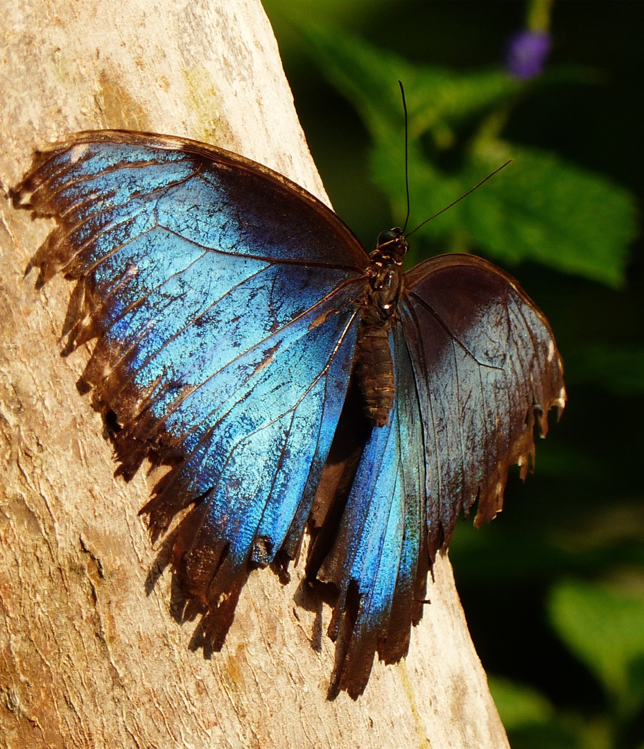 blauer Morpho Schmetterling