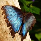 blauer Morpho Schmetterling