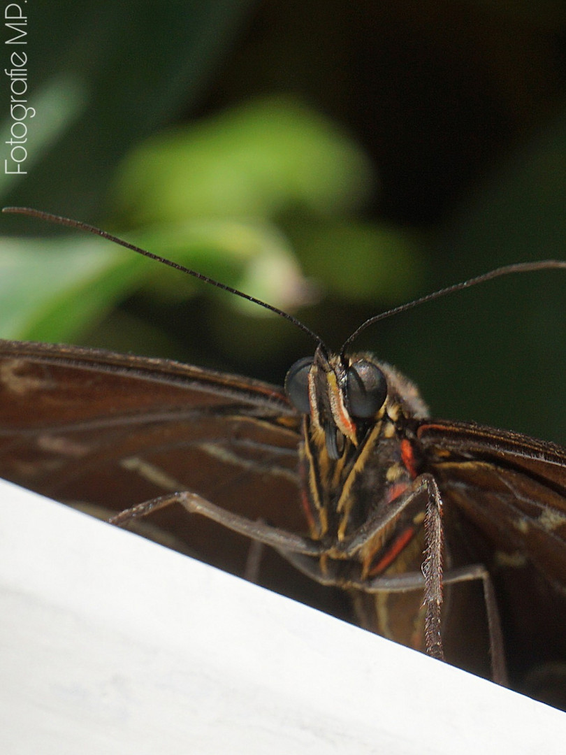 Blauer Morpho von vorne 