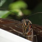 Blauer Morpho von vorne 