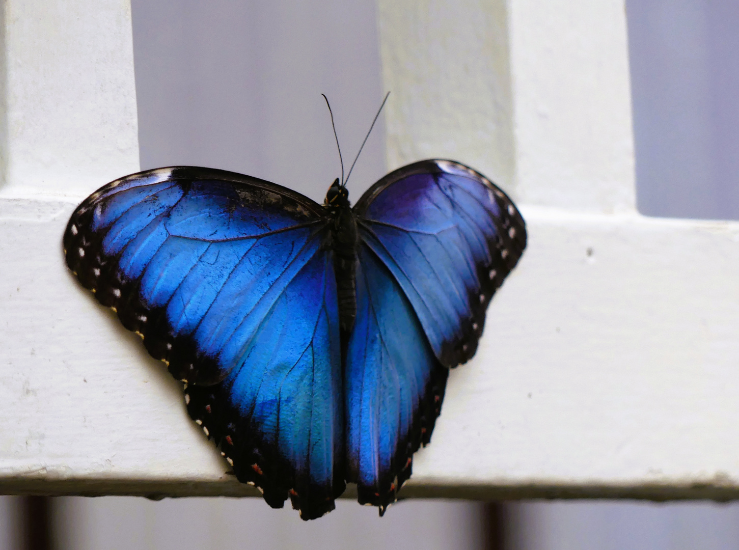 Blauer Morpho zum Blauen Montag