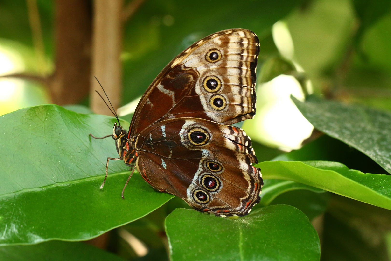 Blauer Morphofalter