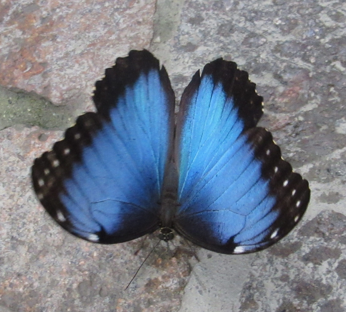 Blauer Morphofalter