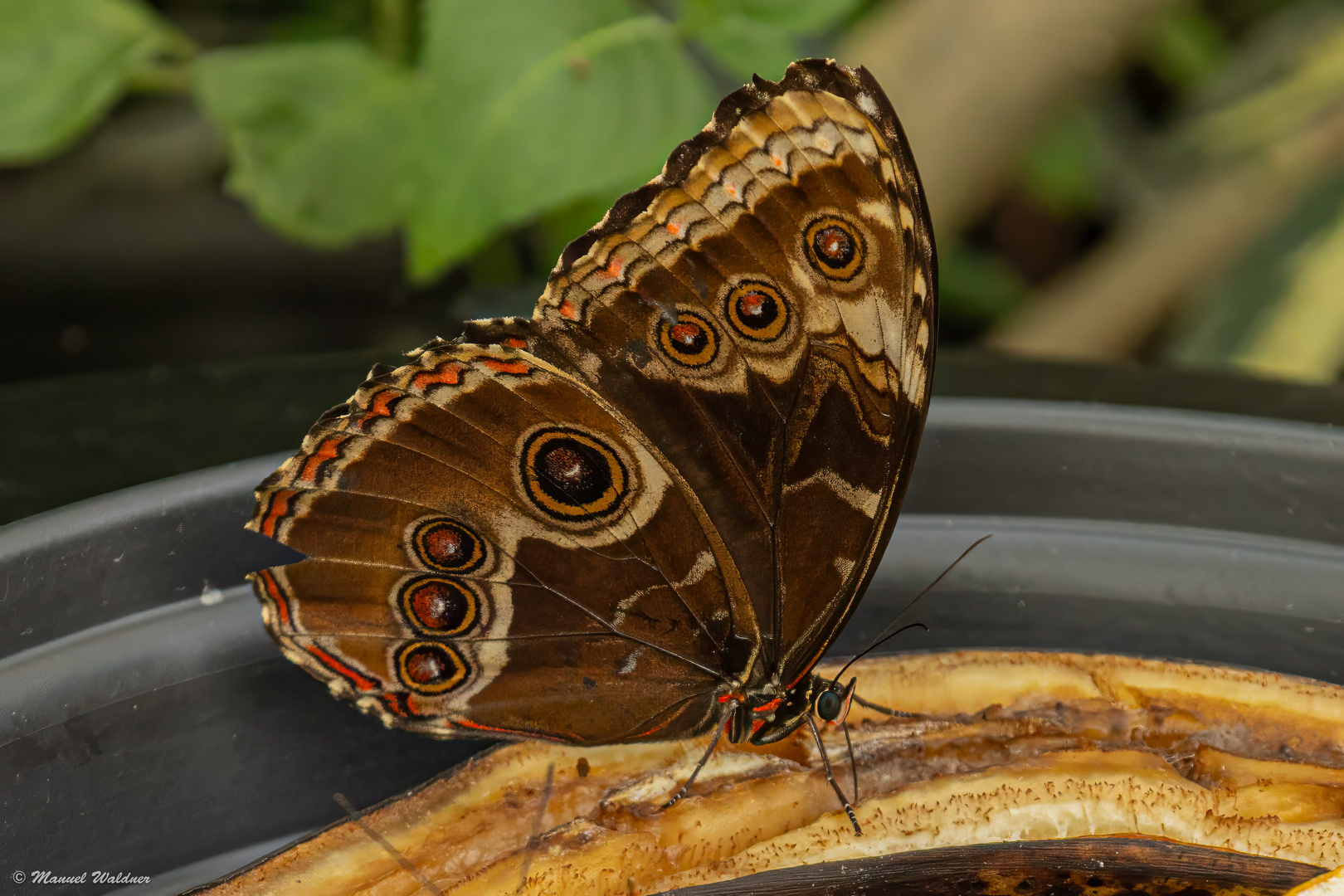 Blauer Morphofalter