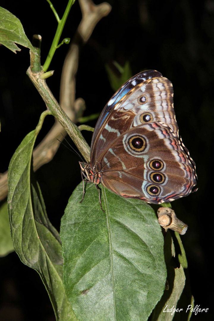 Blauer Morphofalter