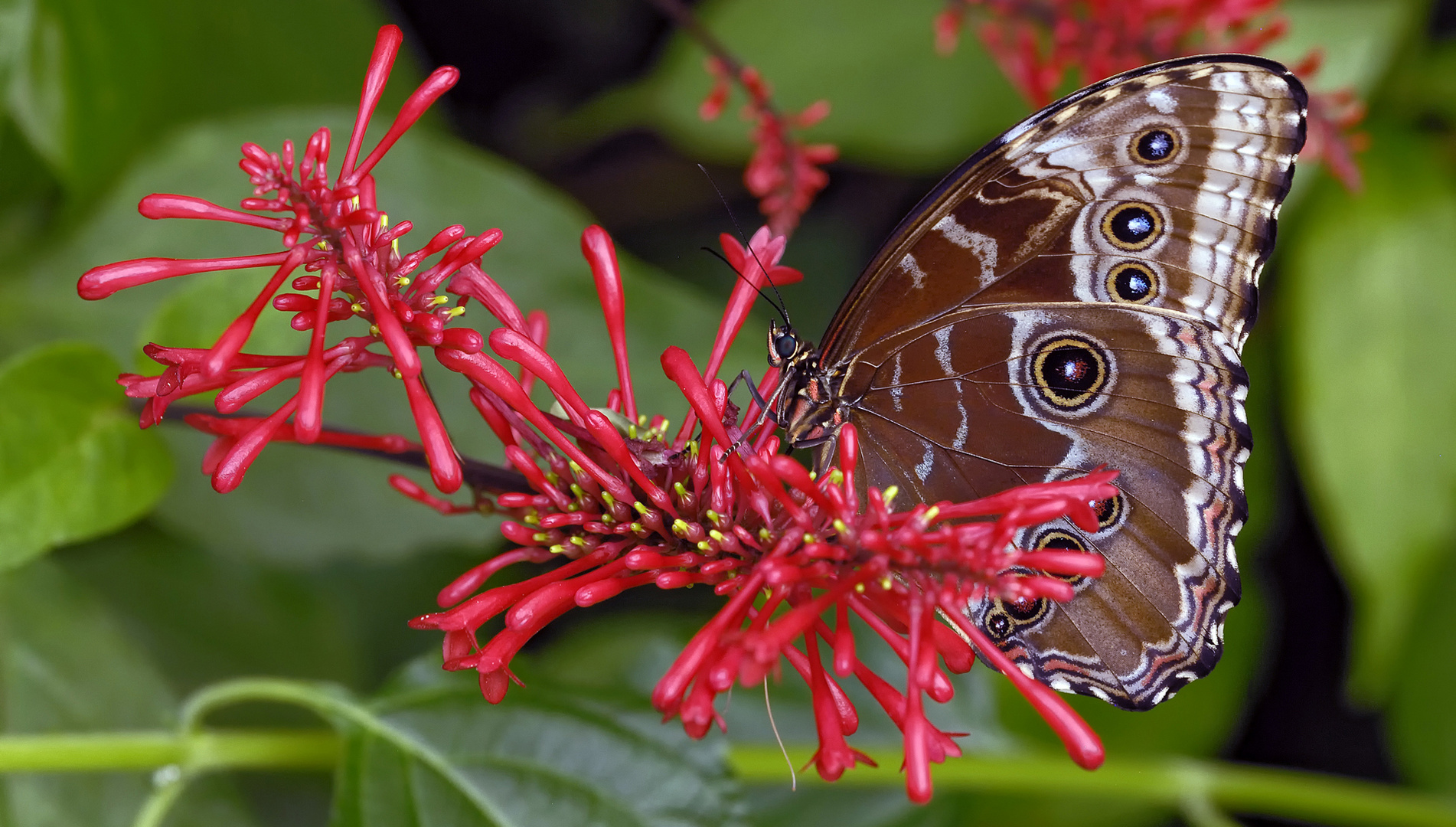 Blauer Morphofalter