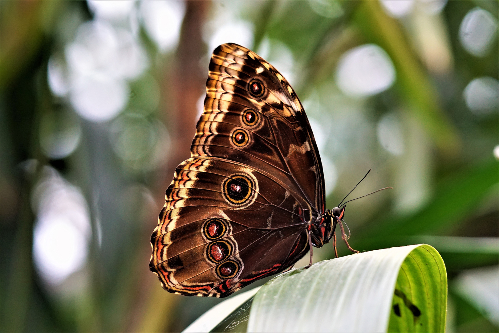 Blauer Morphofalter