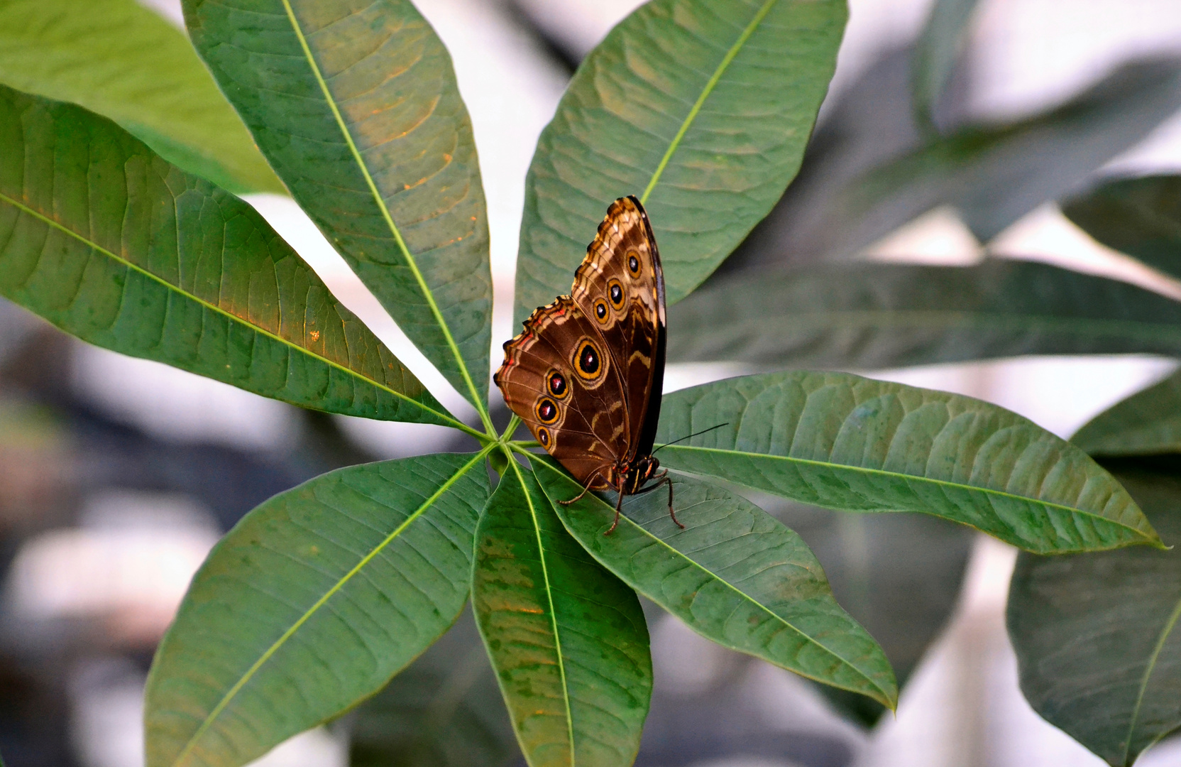 Blauer Morphofalter